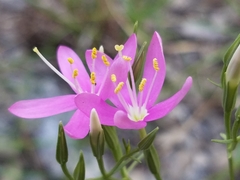 Zeltnera calycosa