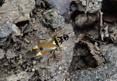 Cyllecoris histrionius