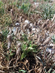 Plantago