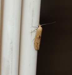 Blastobasis lacticolella