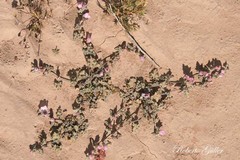 Sphaeralcea mendocina