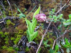 Cypripedium tibeticum