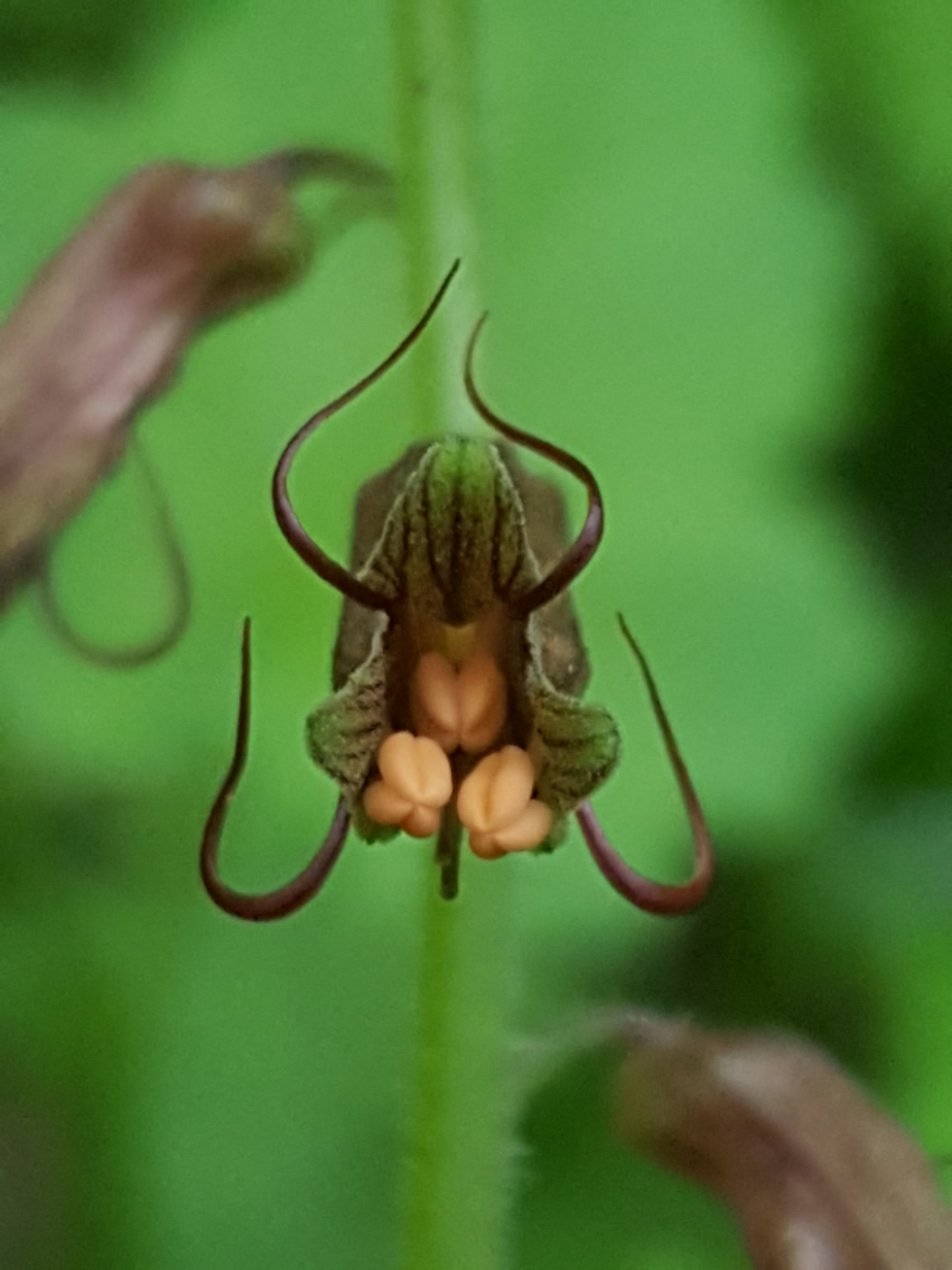 Tolmiea diplomenziesii