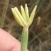Dianthus pallens - Photo (c) Krylenko VV,  זכויות יוצרים חלקיות (CC BY-NC), הועלה על ידי Krylenko VV