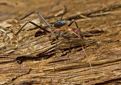 Leptomyrmex rufithorax