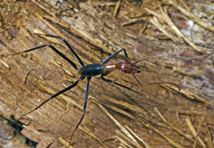 Leptomyrmex rufithorax