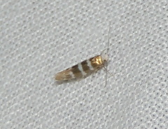 Argyresthia trifasciata