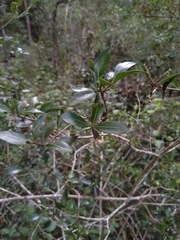 Psydrax odorata buxifolia