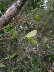 Psydrax odorata buxifolia