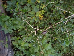 Psydrax odorata buxifolia