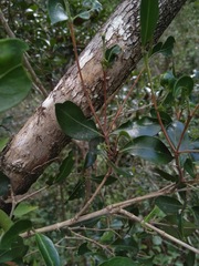 Psydrax odorata buxifolia