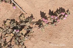Sphaeralcea mendocina