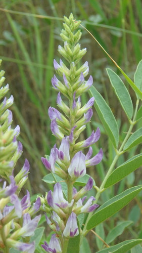 Glycyrrhiza glabra iNat (3)