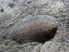 Aseraggodes lenisquamis