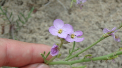 Cakile maritima euxina
