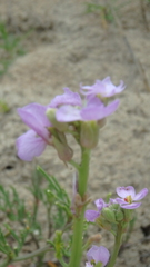 Cakile maritima euxina