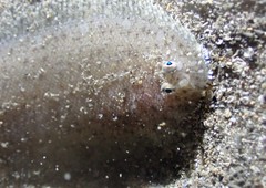 Aseraggodes lenisquamis