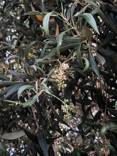 Olea europaea subsp. guanchica image