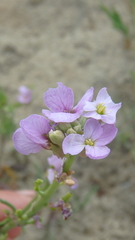 Cakile maritima euxina