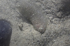 Aseraggodes lenisquamis