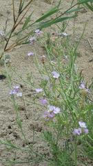 Cakile maritima euxina