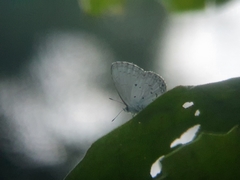 Celastrina lavendularis himilcon