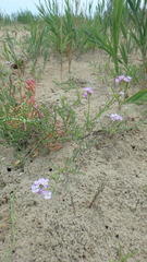 Cakile maritima euxina