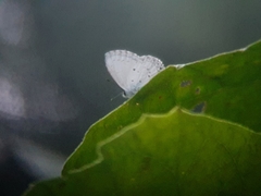 Celastrina lavendularis himilcon