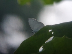Celastrina lavendularis himilcon