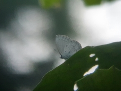Celastrina lavendularis himilcon