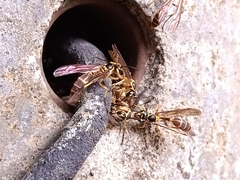 Polybioides raphigastra