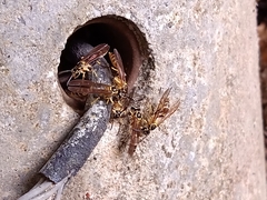 Polybioides raphigastra
