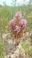 Phelipanche arenaria