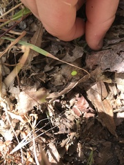 Araniella cucurbitina