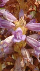 Phelipanche arenaria