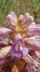 Phelipanche arenaria