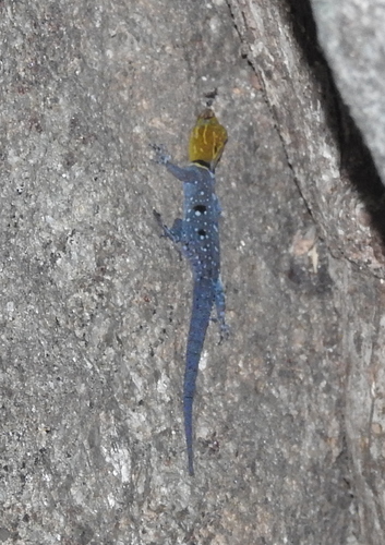 Thenmala Day Gecko, Cnemaspis aaronbaueri