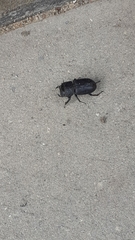 Dorcus parallelipipedus