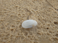 Tugali parmophoidea