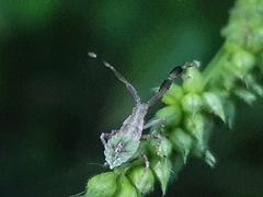 Gonocerini