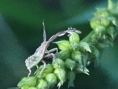 Gonocerini