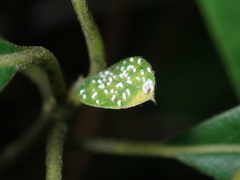 Aulacaspis yabunikkei