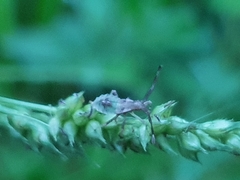 Gonocerini