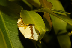 Tessaratoma papillosa