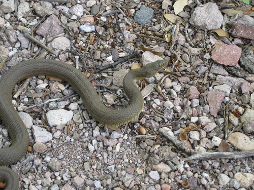 Photo of a Narrowhead Watersnake (Thamnophis rufipunctatus)