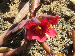 Portulaca kermesina