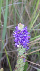 Veronica steppacea