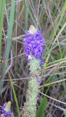 Veronica steppacea