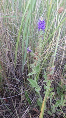 Veronica steppacea