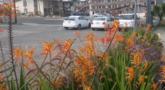 Chasmanthe floribunda